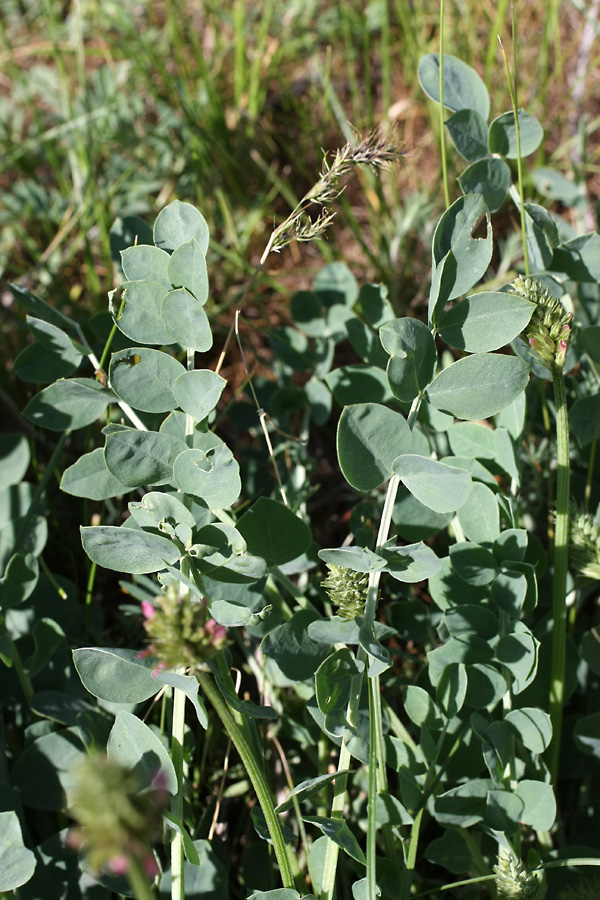 Изображение особи Astragalus platyphyllus.