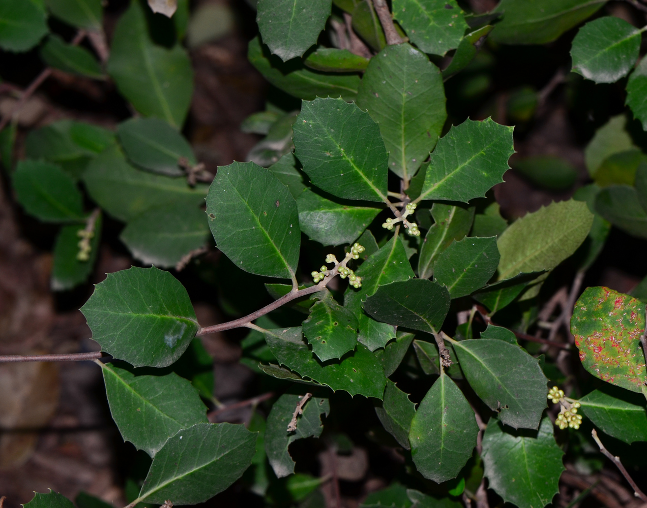 Image of Rhus integrifolia specimen.