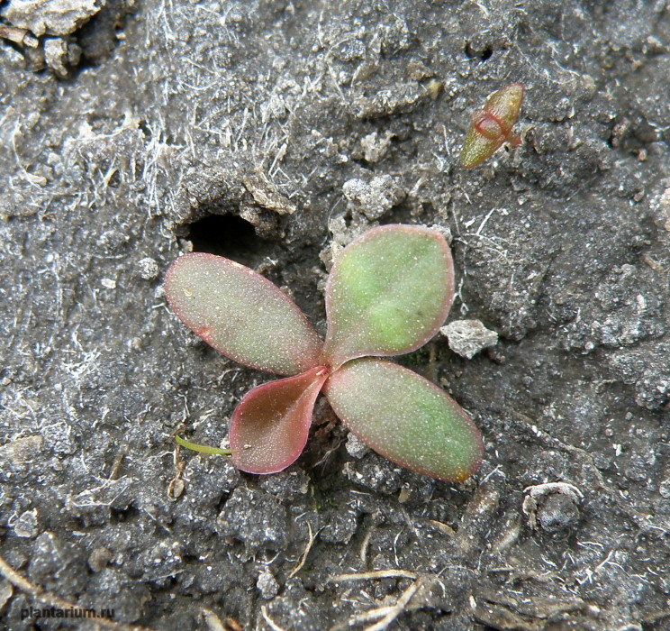 Image of Limonium scoparium specimen.