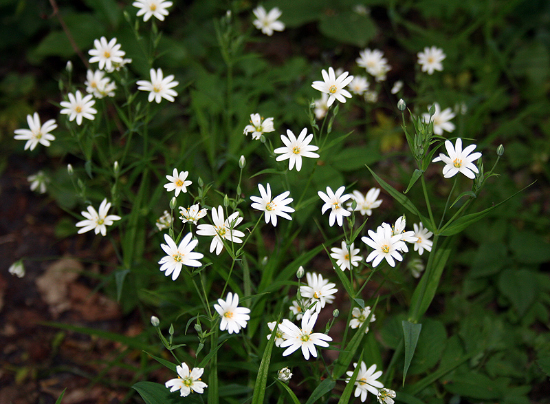 Image of Stellaria holostea specimen.