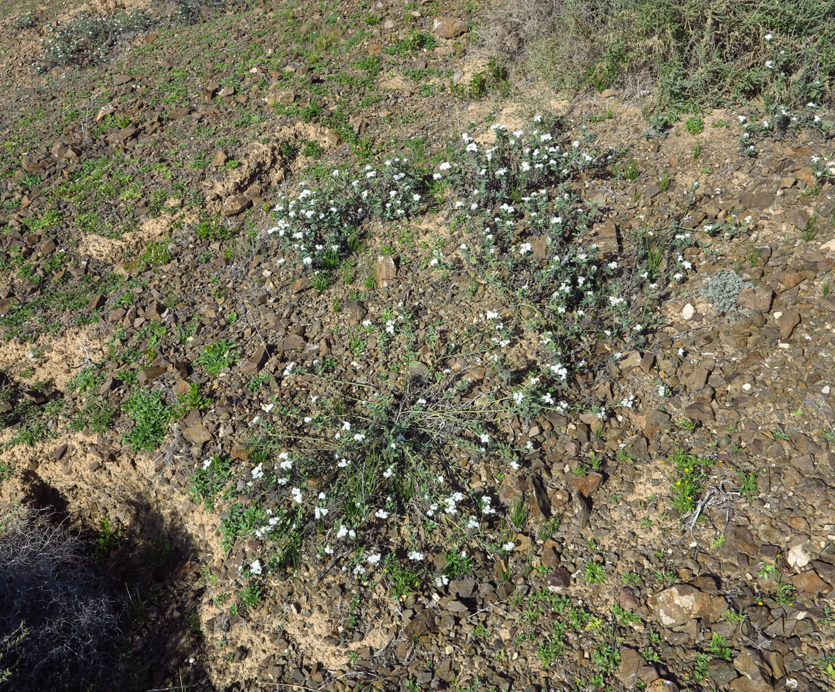 Изображение особи Heliotropium erosum.