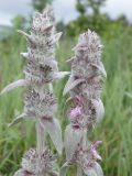 Stachys cretica