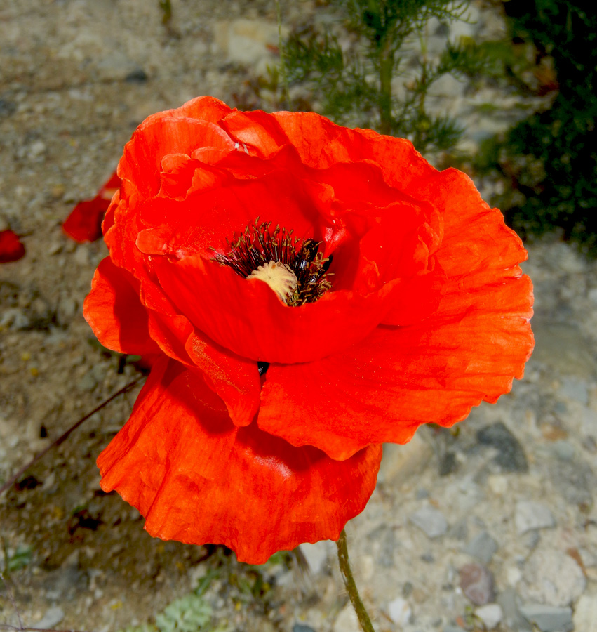 Image of Papaver rhoeas specimen.