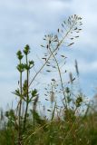 Draba nemorosa