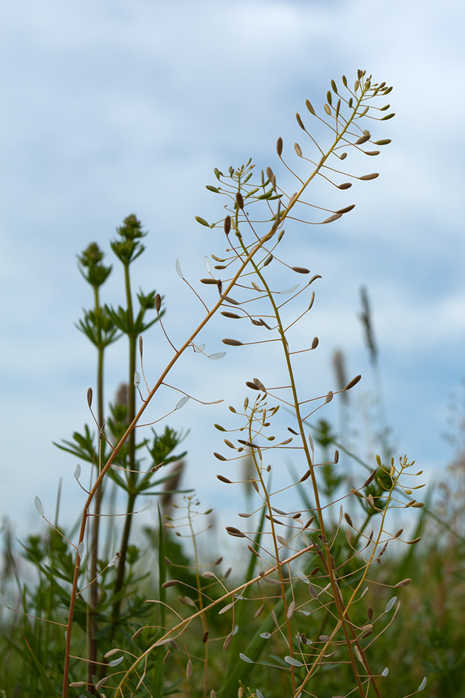 Image of Draba nemorosa specimen.