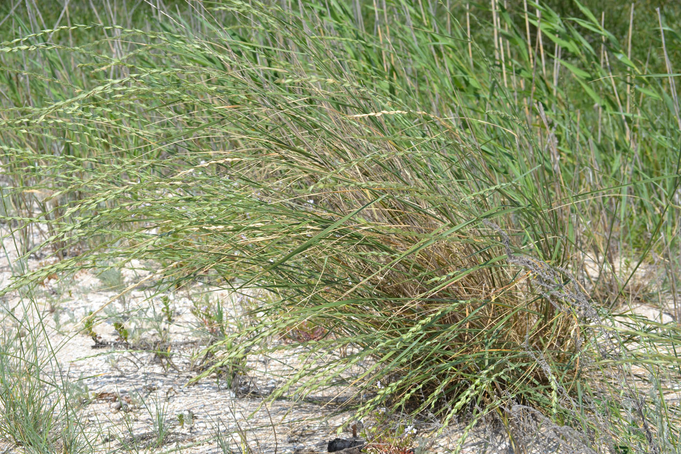 Image of Elytrigia obtusiflora specimen.