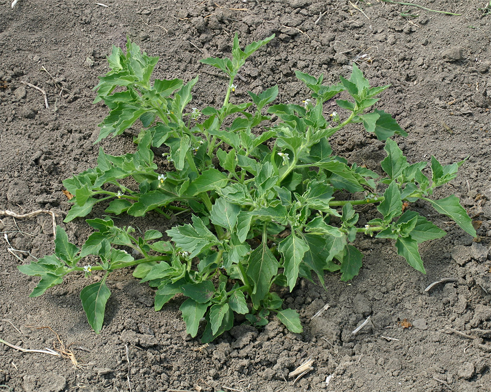 Image of Solanum physalifolium specimen.