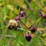 Clematis fusca. Побеги с цветками. Приморский край, Уссурийский ГО, окр. с. Монакино, опушка широколиственного леса. 05.07.2016.