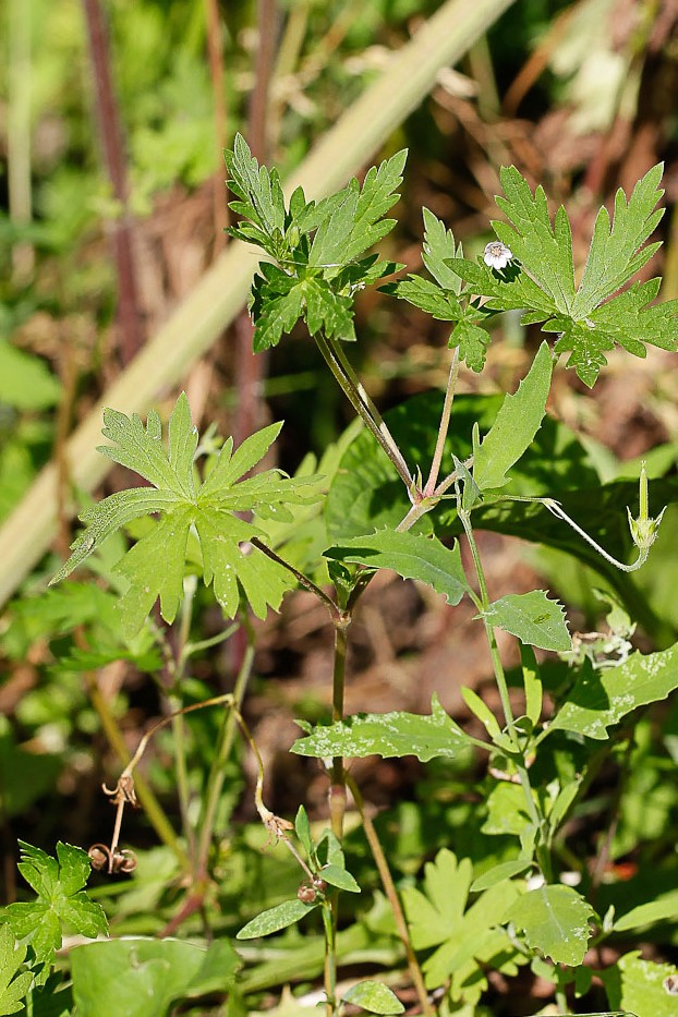 Image of Geranium sibiricum specimen.