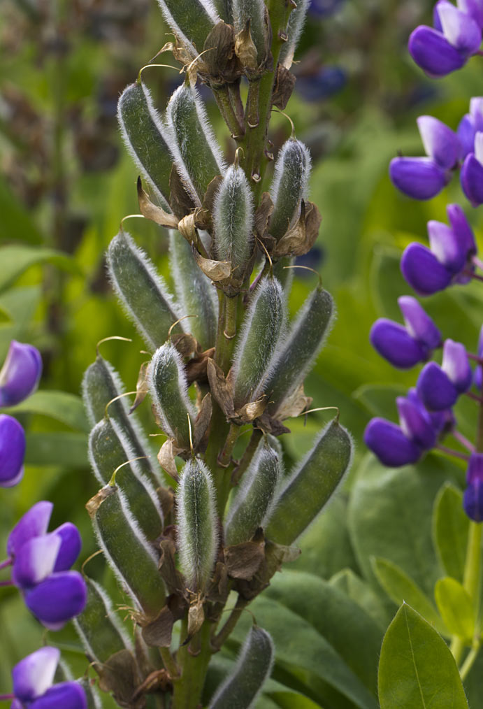 Изображение особи Lupinus &times; regalis.