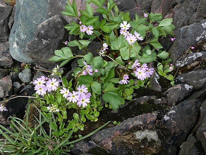 Изображение особи Primula finmarchica.