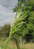 Setaria verticillata. Поражённое соцветие. Краснодарский край, Абинский р-н, ст-ца Холмская, сорное в огороде. 10.10.2016.