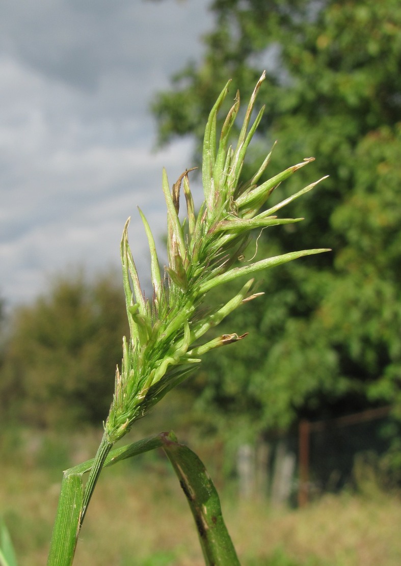 Image of Setaria verticillata specimen.