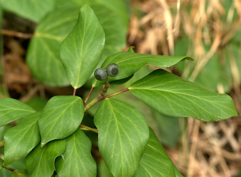 Image of Hedera colchica specimen.