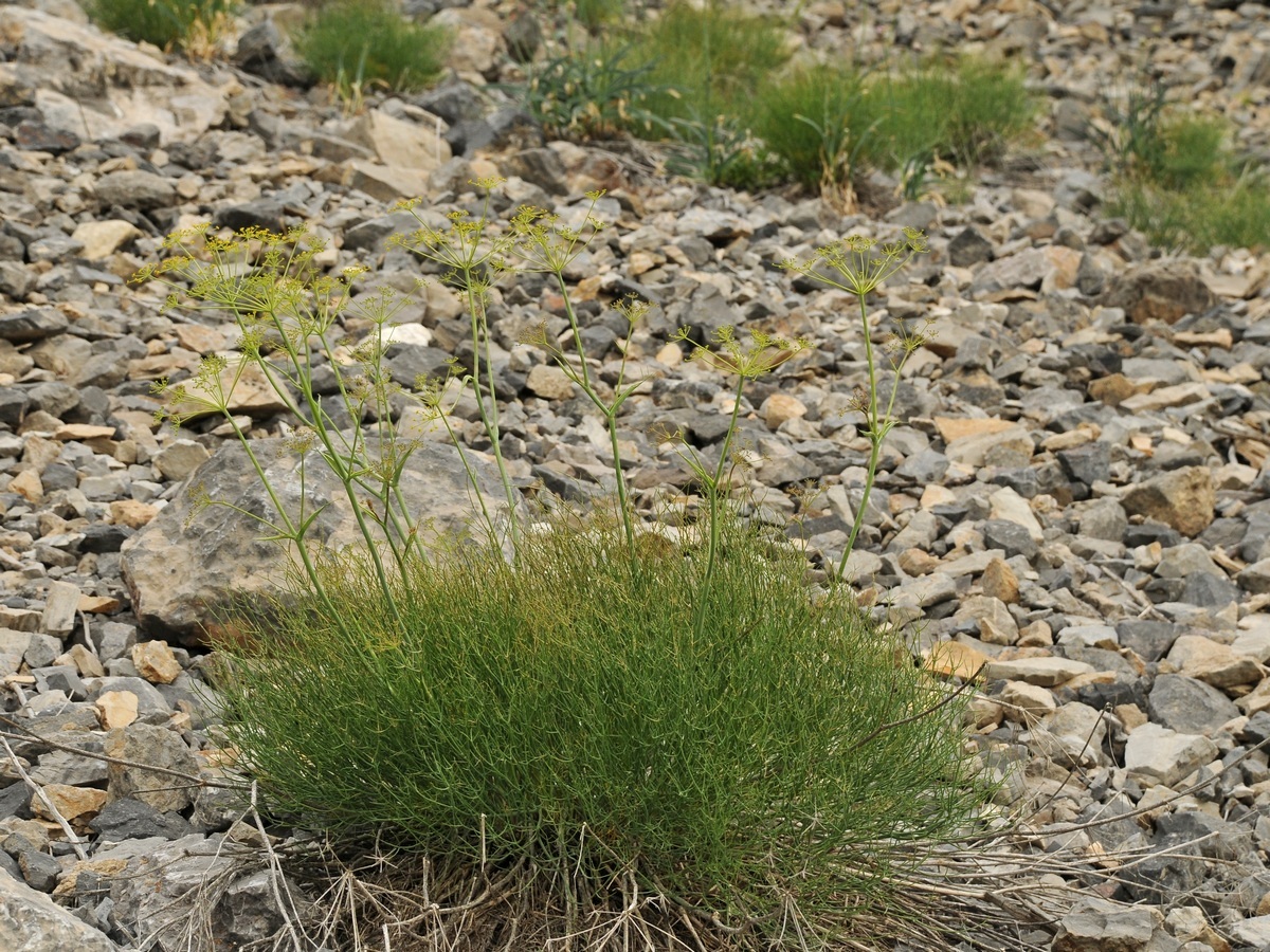 Изображение особи Ferula renardii.