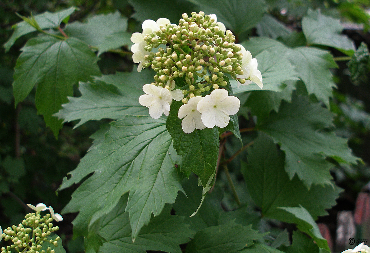 Image of Viburnum opulus specimen.