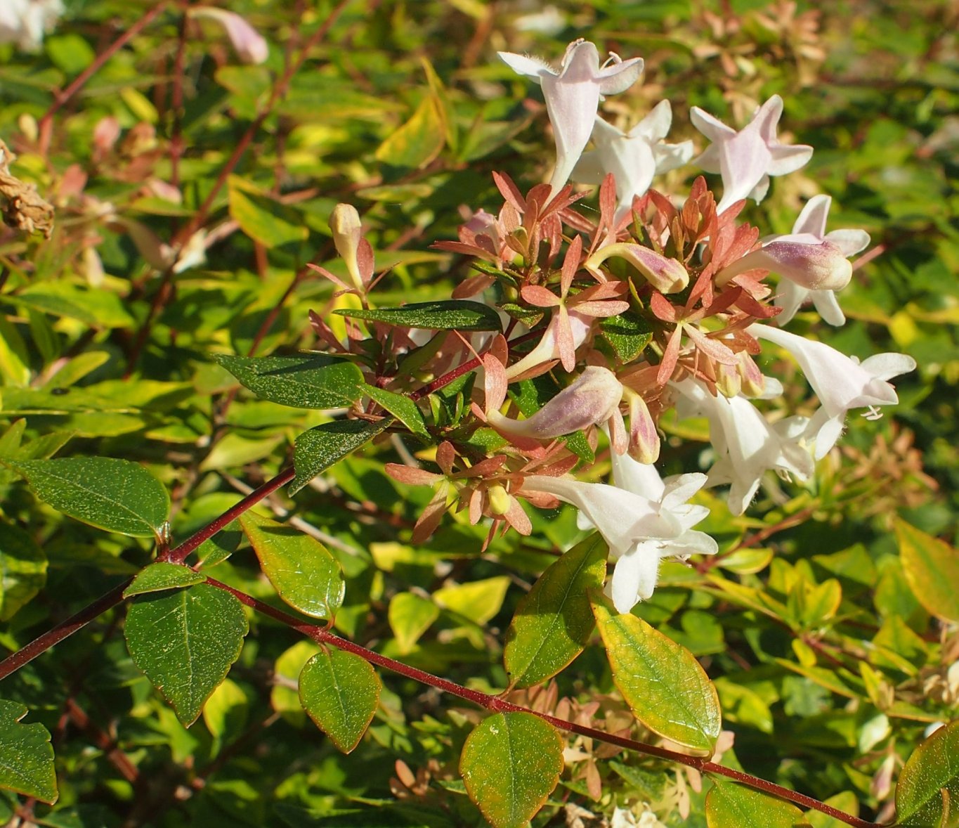 Image of Abelia &times; grandiflora specimen.