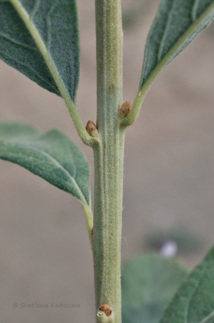 Image of Spiraea douglasii specimen.