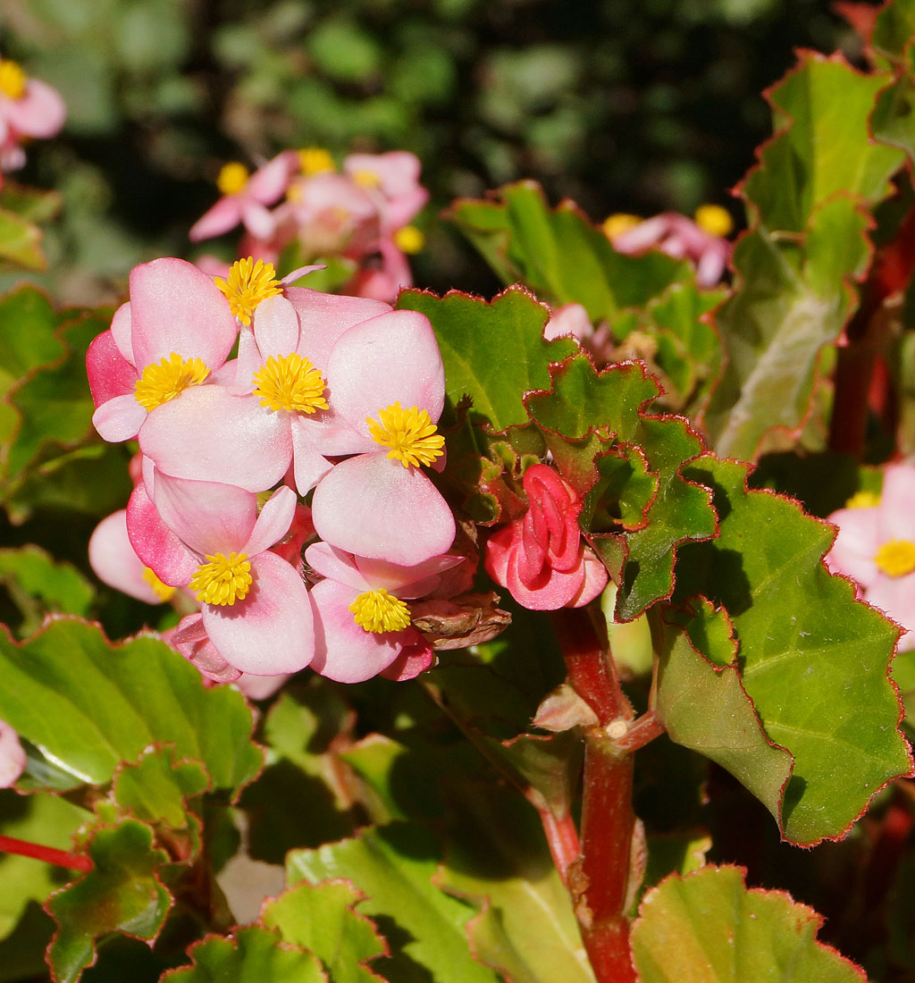 Image of Begonia &times; hortensis specimen.