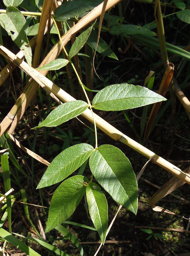 Image of Lysimachia vulgaris specimen.