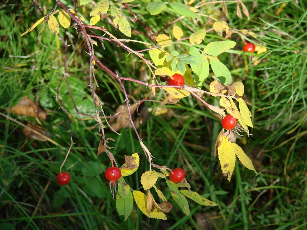 Изображение особи Rosa cinnamomea.