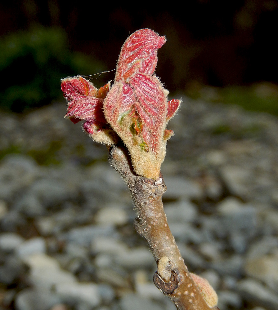 Image of Rhus coriaria specimen.