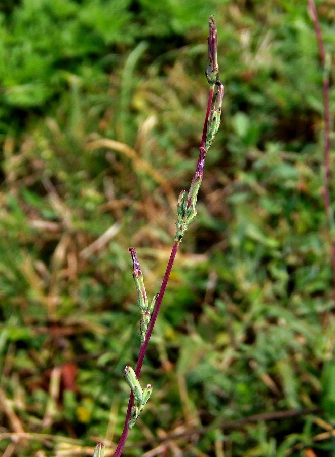 Image of Lactuca saligna specimen.