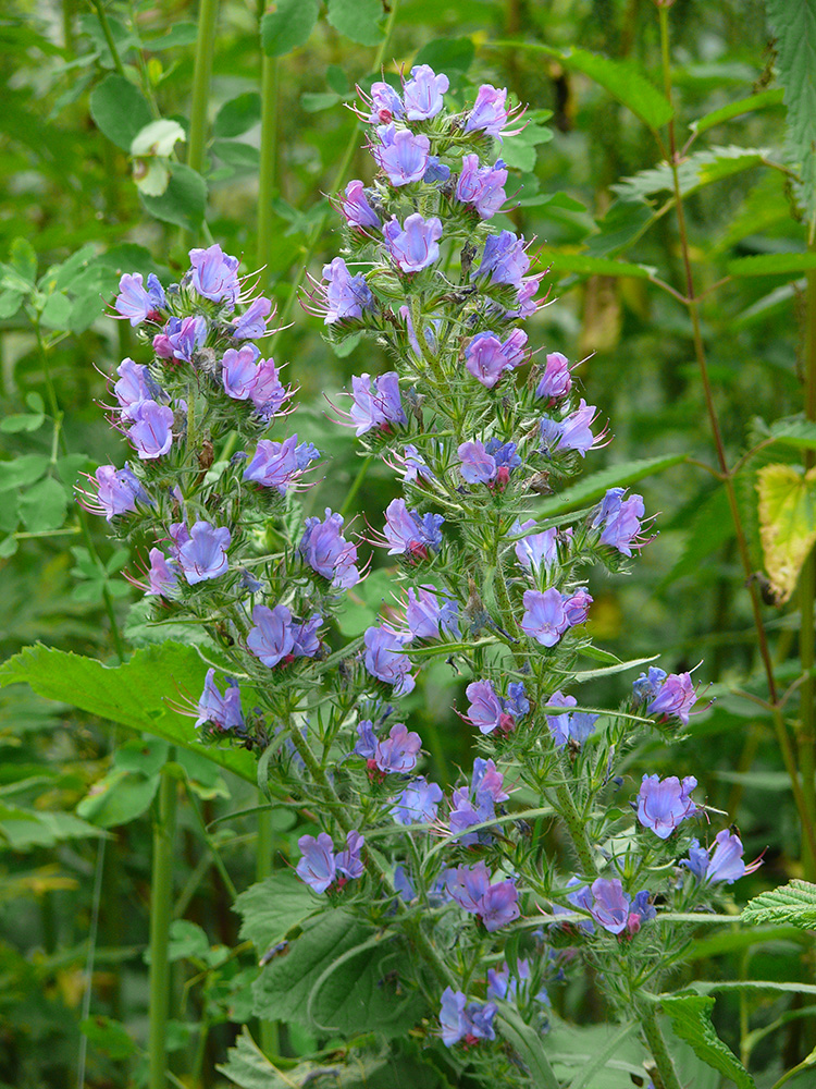 Изображение особи Echium vulgare.