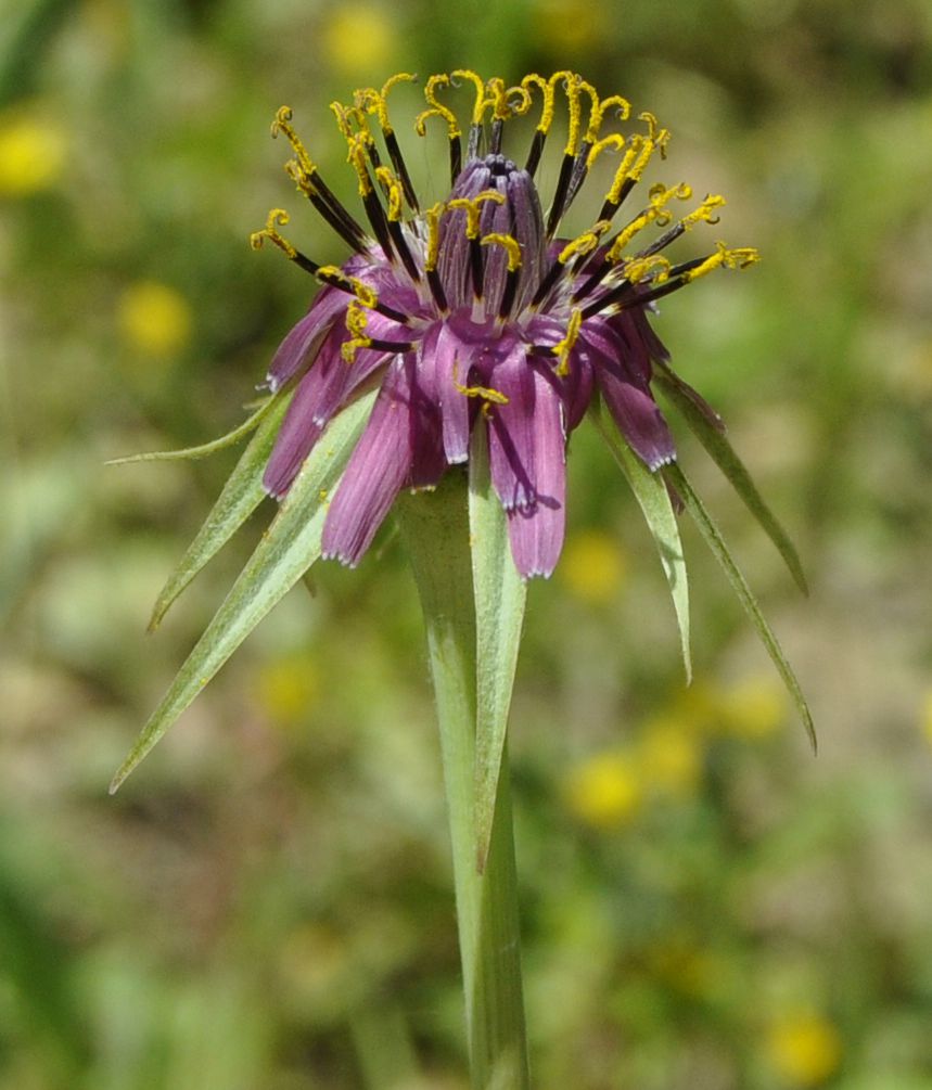 Изображение особи Tragopogon australis.