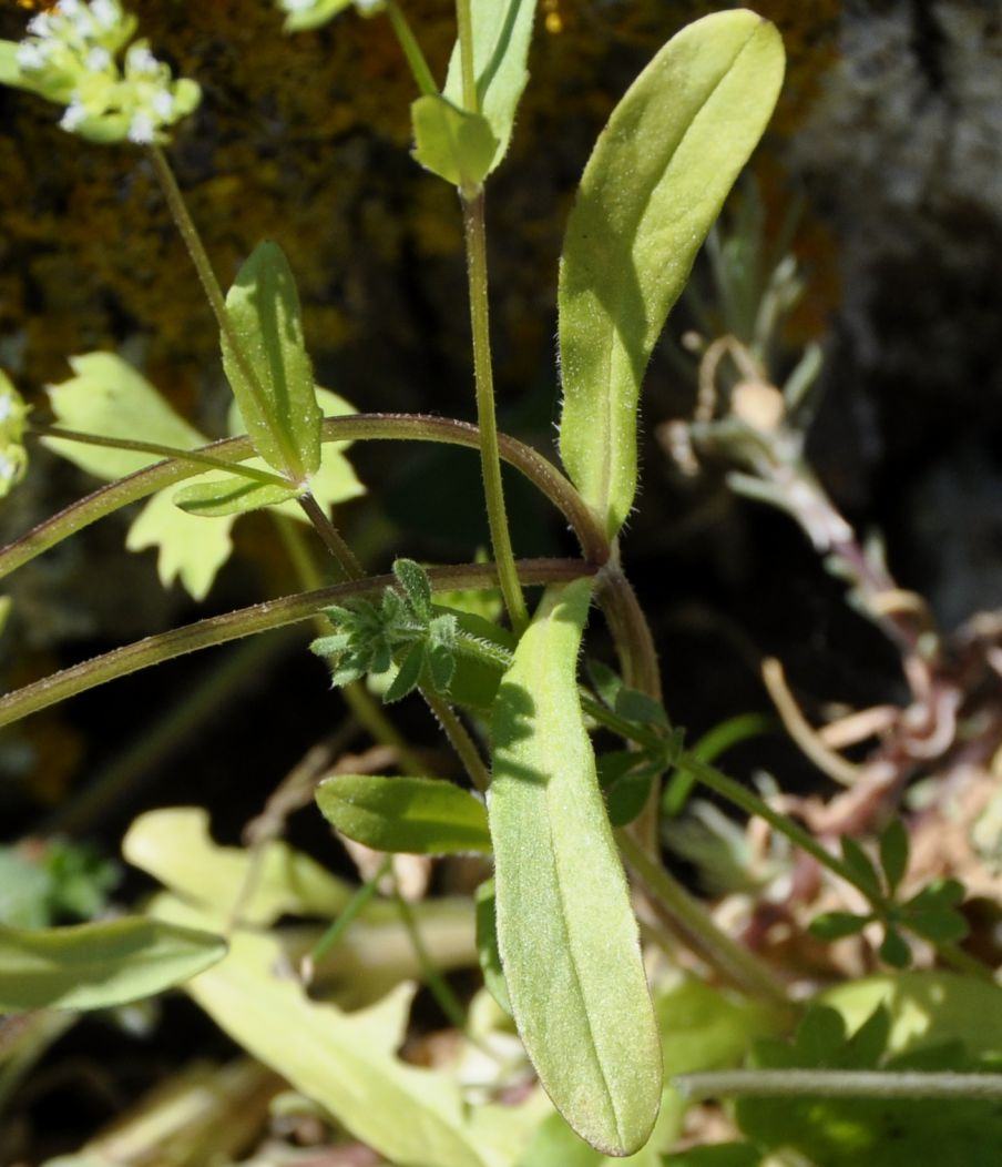 Image of genus Valerianella specimen.