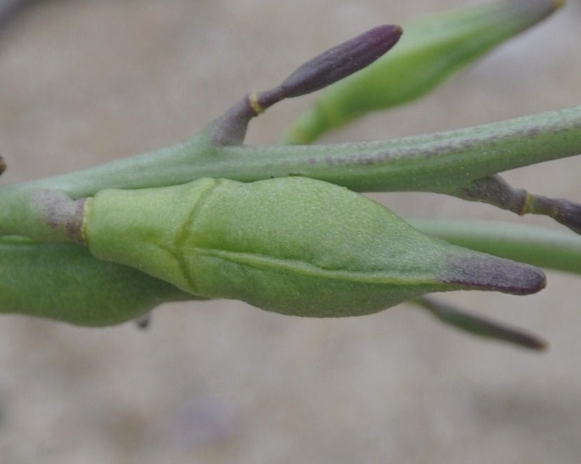 Image of Cakile maritima specimen.