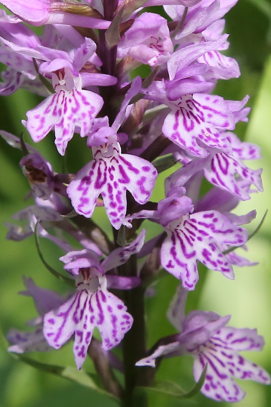 Image of Dactylorhiza fuchsii specimen.