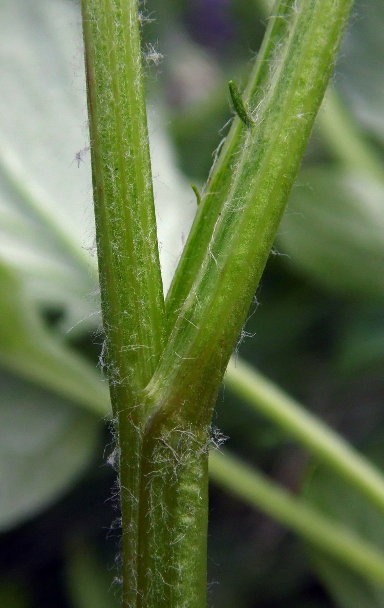 Image of genus Psephellus specimen.