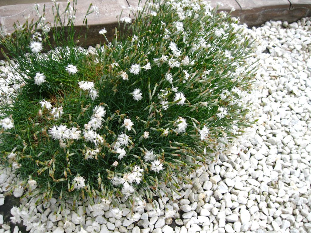 Изображение особи род Dianthus.