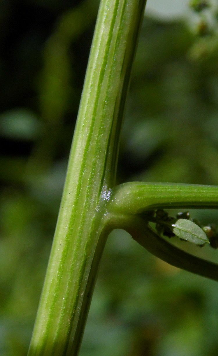 Image of Lipandra polysperma specimen.