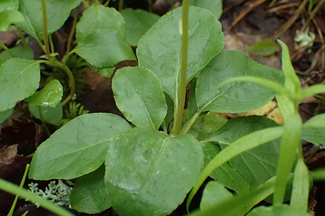 Изображение особи Orthilia secunda.