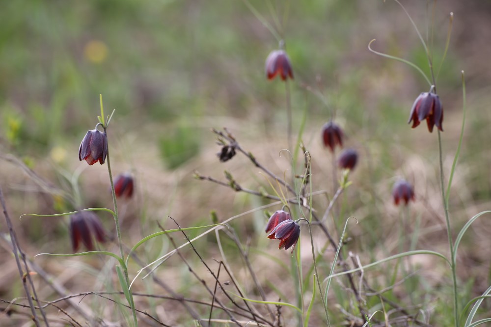 Image of Fritillaria ruthenica specimen.