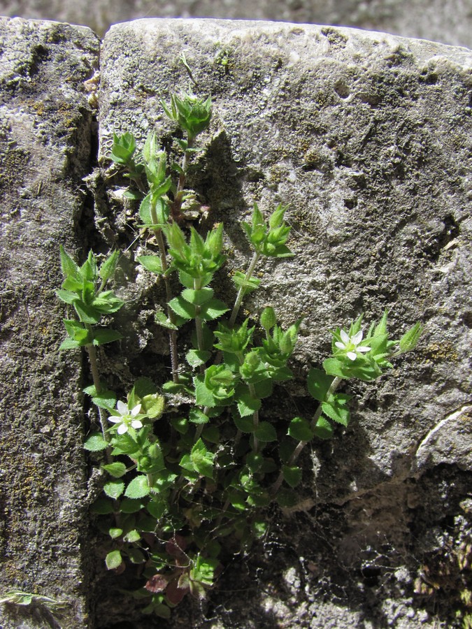 Image of genus Arenaria specimen.