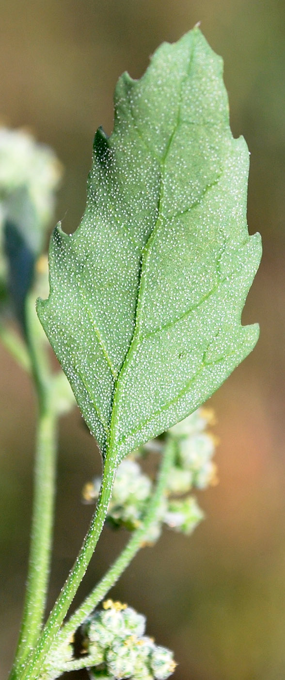 Image of Chenopodium album specimen.