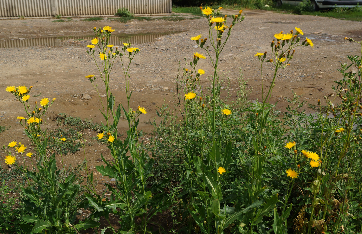 Image of Sonchus arvensis ssp. uliginosus specimen.