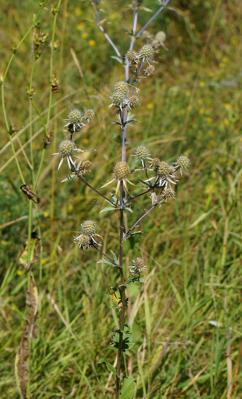 Изображение особи Eryngium planum.