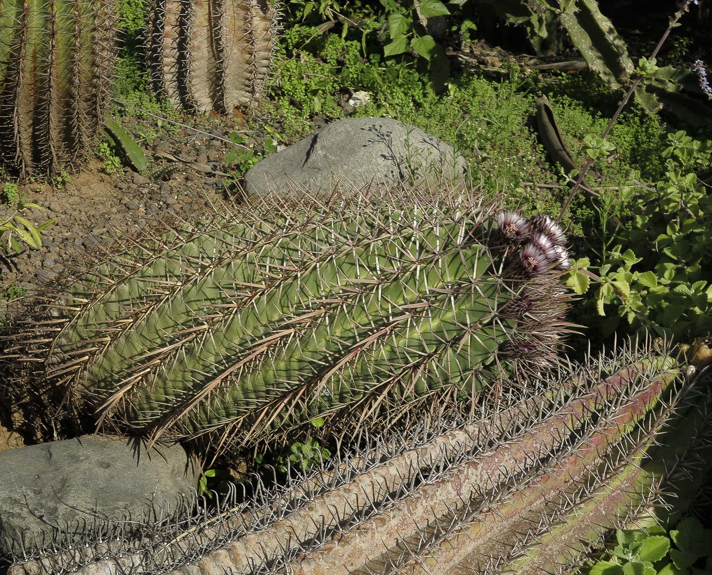 Image of Ferocactus recurvus specimen.