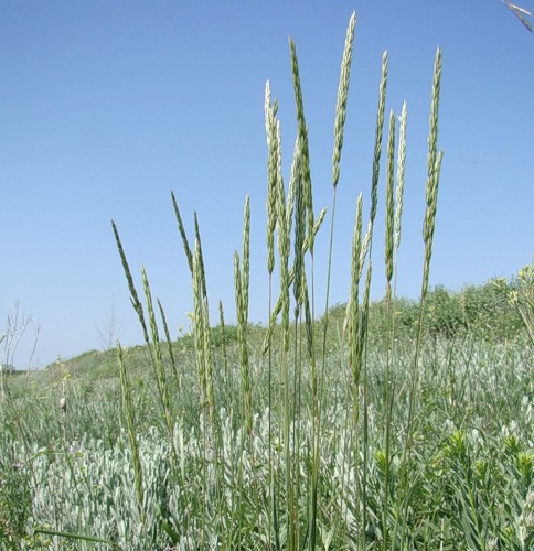 Image of Koeleria macrantha specimen.