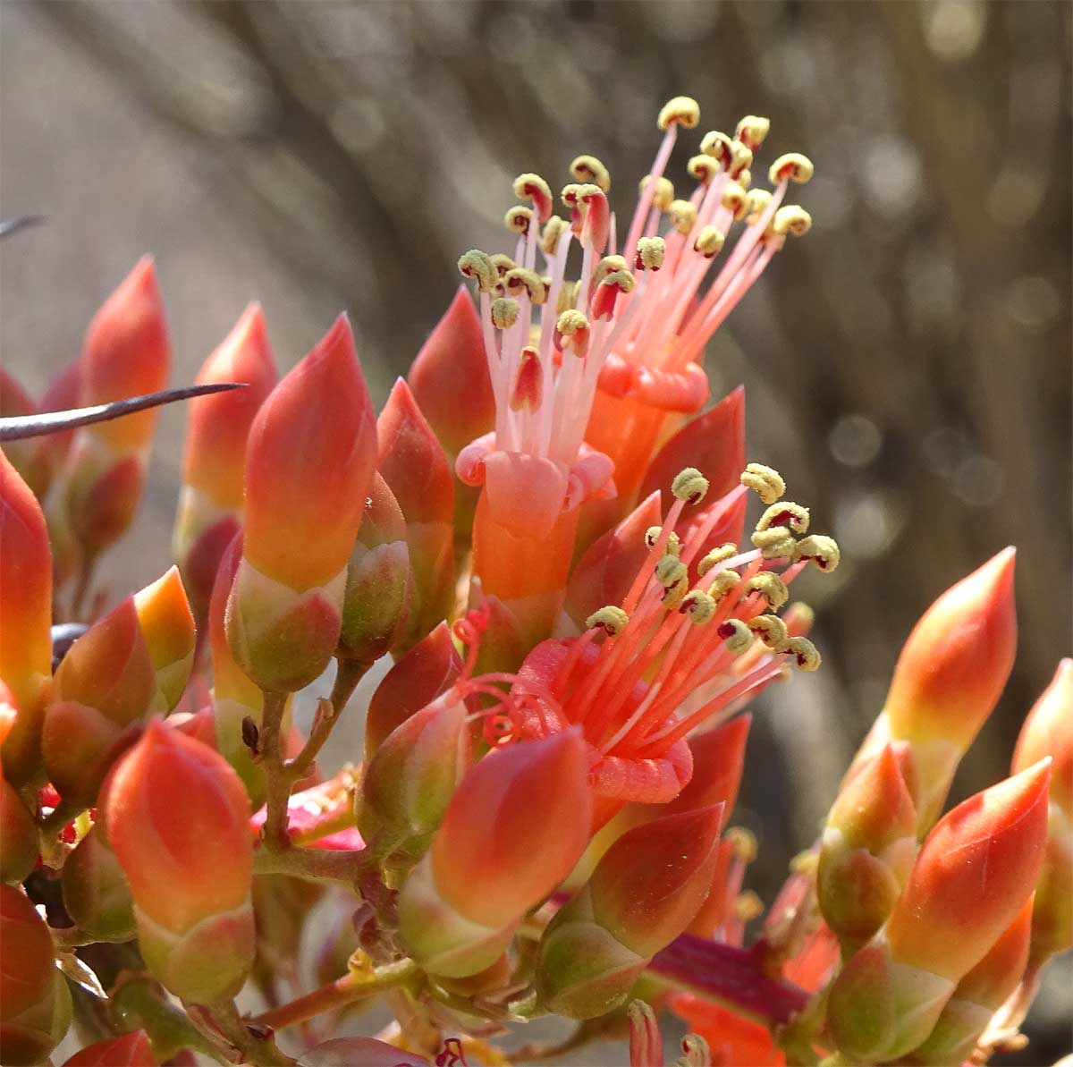 Image of Fouquieria splendens specimen.