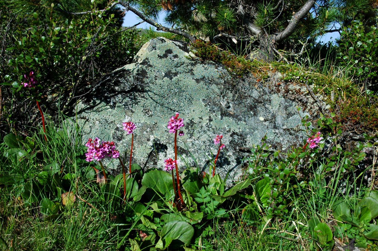 Image of Bergenia crassifolia specimen.