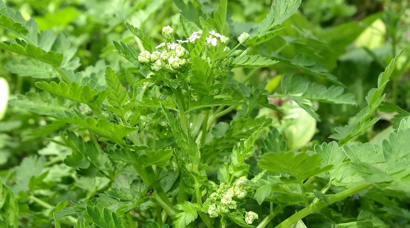 Image of familia Apiaceae specimen.