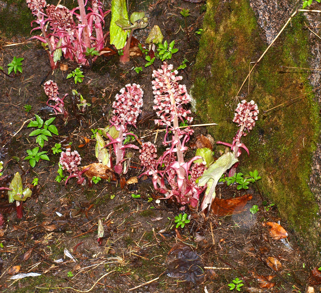 Image of Petasites hybridus specimen.