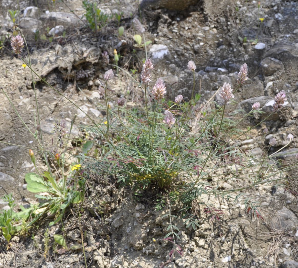 Image of Onobrychis ebenoides specimen.