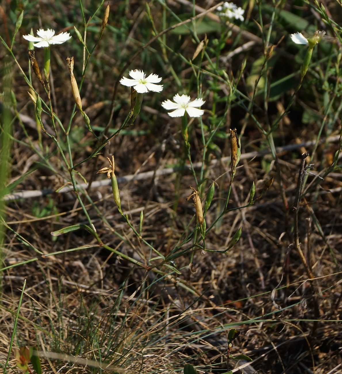 Изображение особи Dianthus ramosissimus.