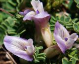 Astragalus buschiorum. Цветки. Северная Осетия, Алагирское ущелье, окр. пос. Ниж. Унал, 950 м н.у.м. 07.05.2010.